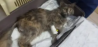 Найдена кошка в Горках — Доча@zoozabota_sochi2