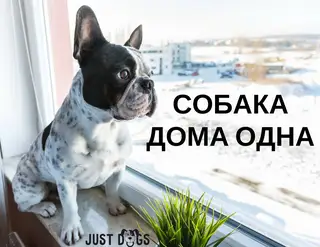 Пропала собака в Жлобине — Собака дома одна