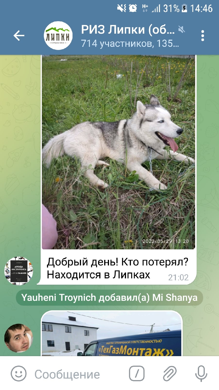 Найдена собака в Смолевичах — фото объявления