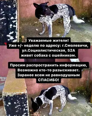 Найдена собака в Смолевичах — СОС! Беларусь,