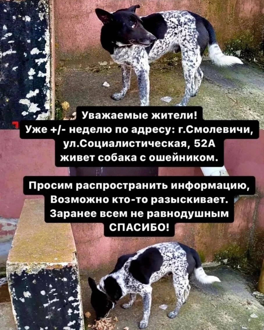Найдена собака в Смолевичах — СОС! Беларусь,