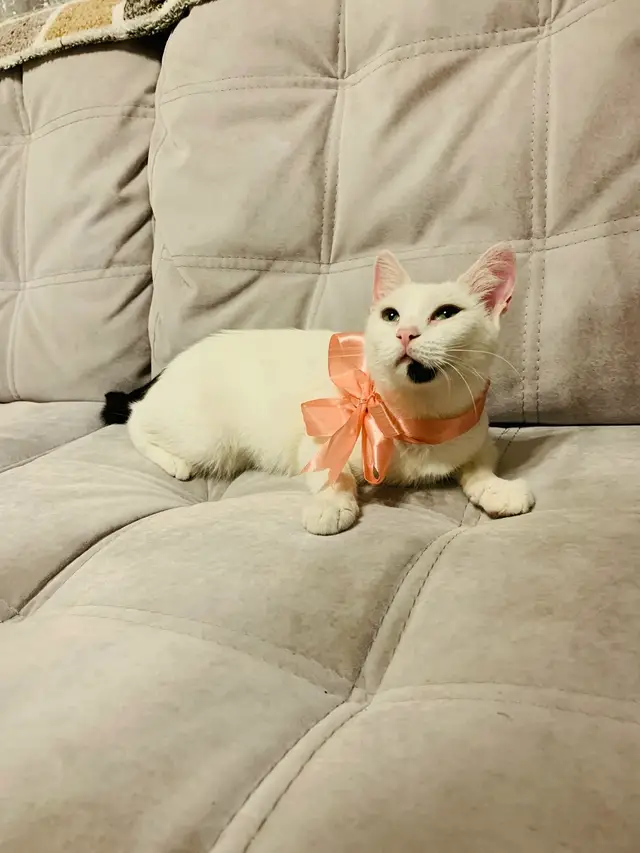 Найдена кошка в Смолевичах — РЕБЕНОК ИЩЕТ ДОМ🐱🏠