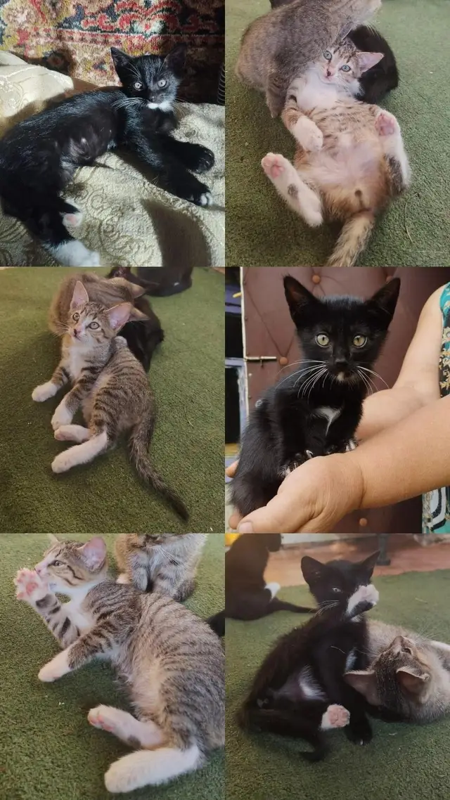 Найдена кошка в Смолевичах — Котята в поиске дома!💞