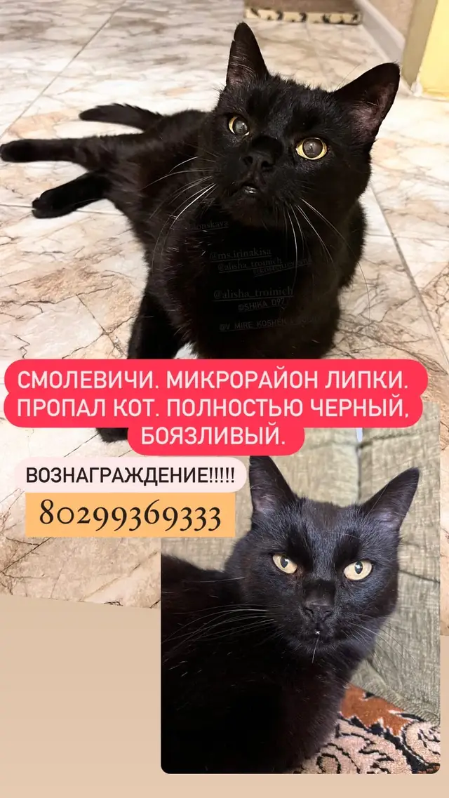 Пропала кошка в Смолевичах — фото объявления
