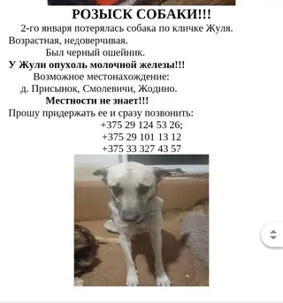 Пропала собака в Смолевичах — фото объявления