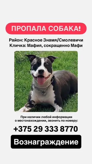 Пропала собака в Смолевичах — фото объявления