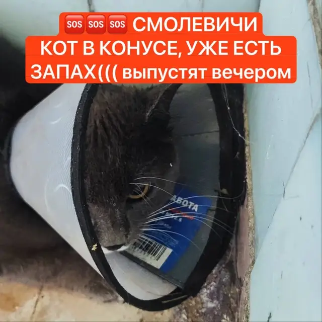 Найденная собака в Смолевичах: Смолевичи!!!Чей серый кот в послеоперационном воротнике бегает по Кузнечной? На шее гнойная рана и имеется… Найдена собака в Смолевичах — Смолевичи!!!Чей серый кот в послеоперационном воротнике бегает по Кузнечной? На шее гнойная рана и…