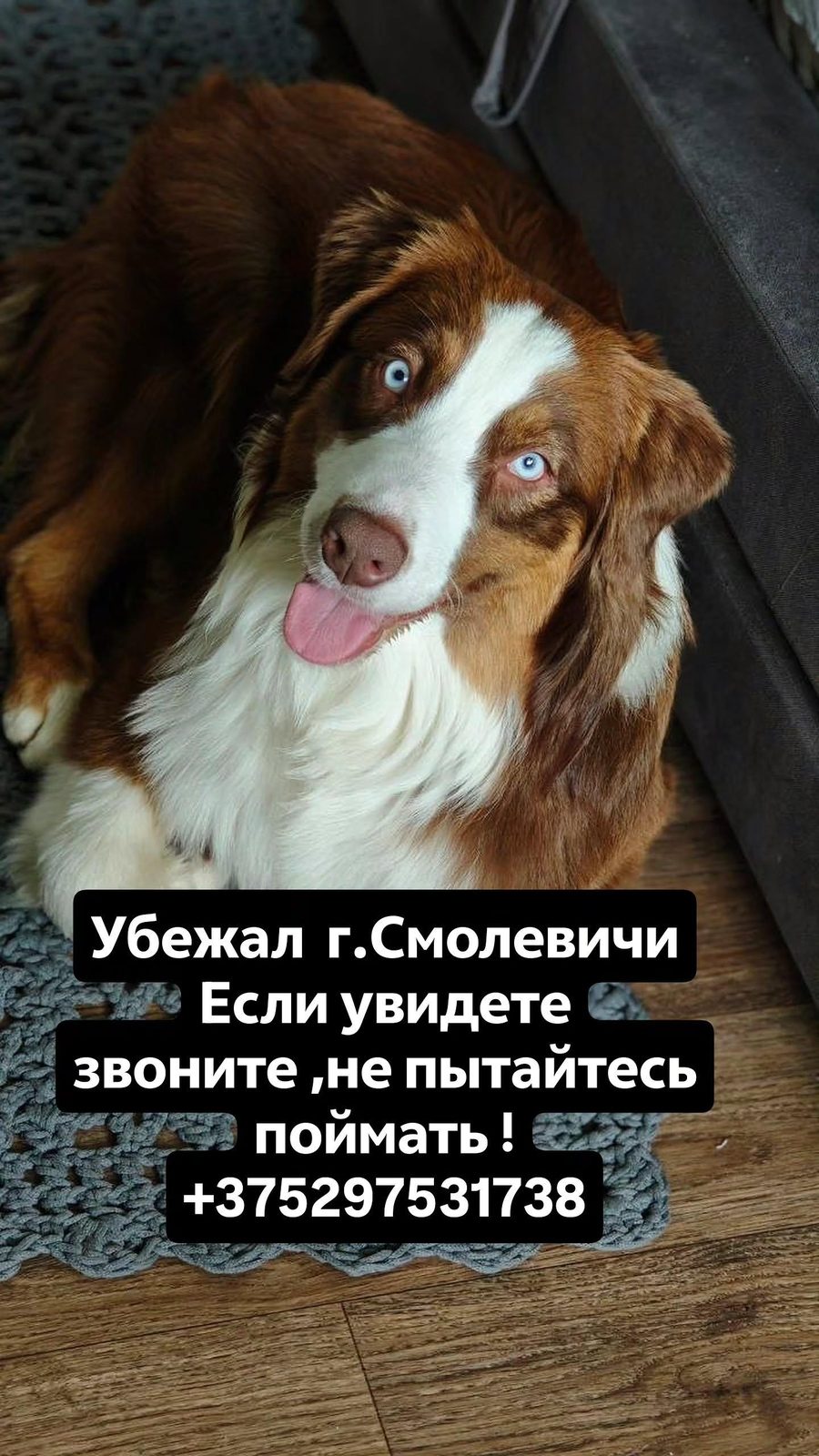 ПРОПАЛА СОБАКА — Смолевичи