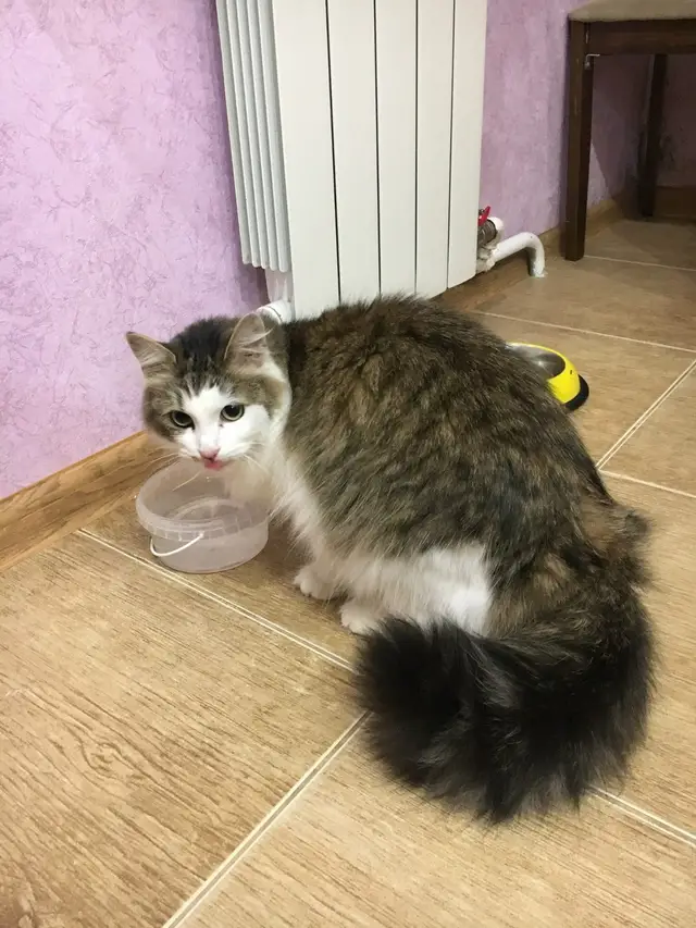 Пропала кошка в Смолевичах — Пушистая красавица в дар ! Кличка Мурка , имеет шикарный пушистый хвост , молодая и здоровая…