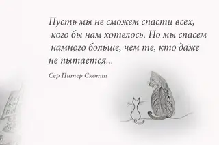 Найдена кошка в Смолевичах — Людей не жалко..."