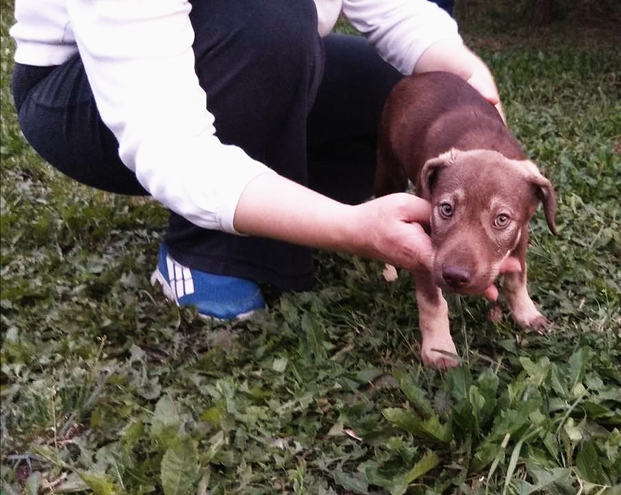 Найдена собака в Смолевичах — ЖОДИНО-БОРИСОВ-СМОЛЕВИЧИ И ВСЯ БЕЛАРУСЬ. ПОМОГИТЕ КТО ЧЕМ МОЖЕТ ЖЕНЩИНЕ, КОТОРАЯ СТАРАЕТСЯ ИЗО…