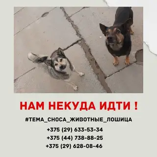 Найдена собака в Смолевичах — Беларусь, Минск и другие города