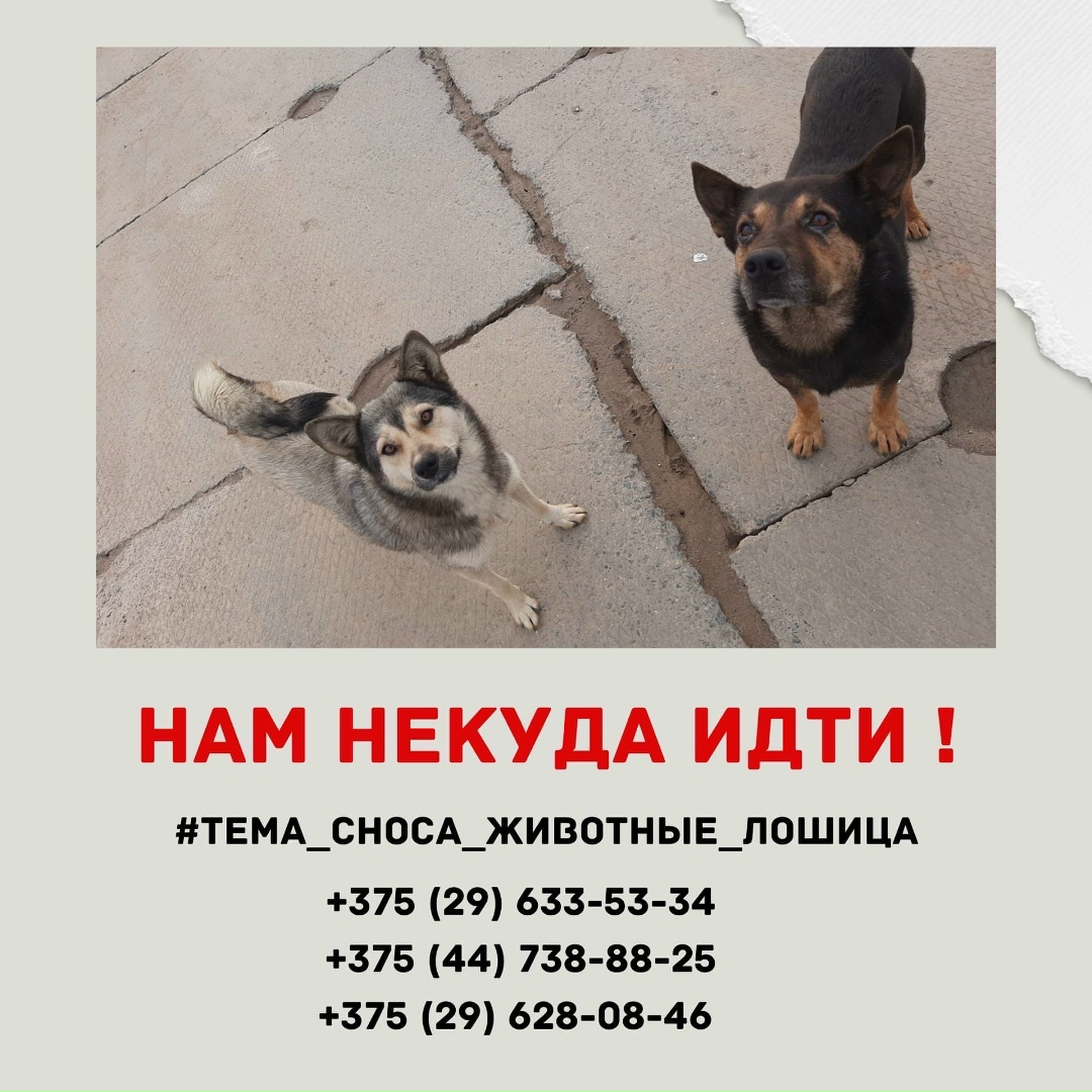 Найдена собака в Смолевичах — Беларусь, Минск и другие города