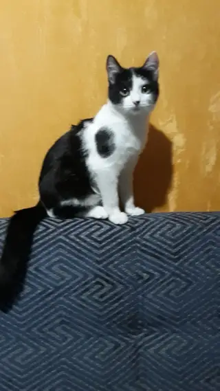 Найдена кошка в Новополоцке — Молодой котик ищет хозяина. Ласковый, воспитанный, игривый, Приучен к лотку. Бесстрашный. Умен не…