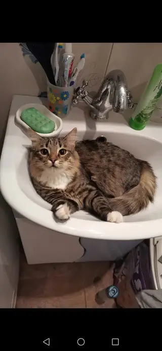 Найдена кошка в Новополоцке — СРОЧНЫЙ HELP!