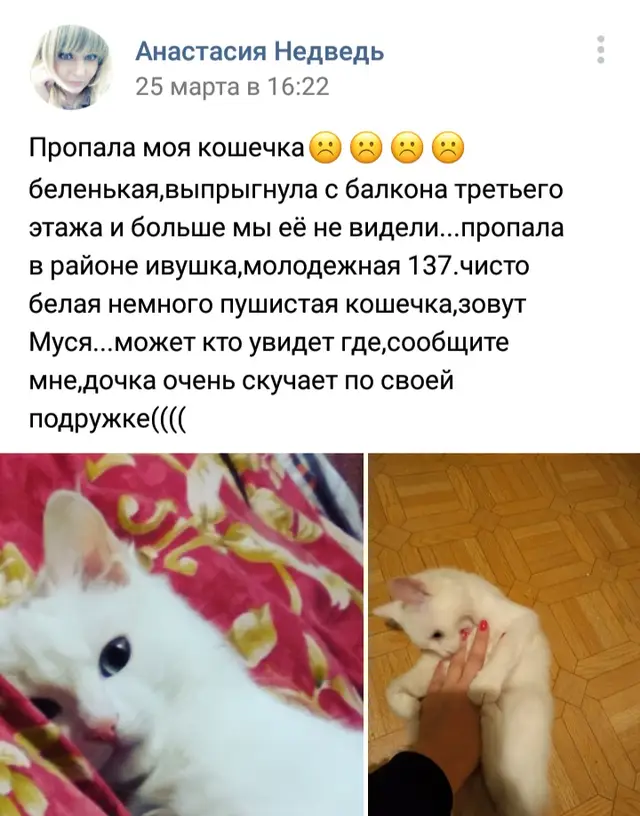 Найдена кошка в Полоцке — Опять пропала наша кошечка(((может кто видел?((