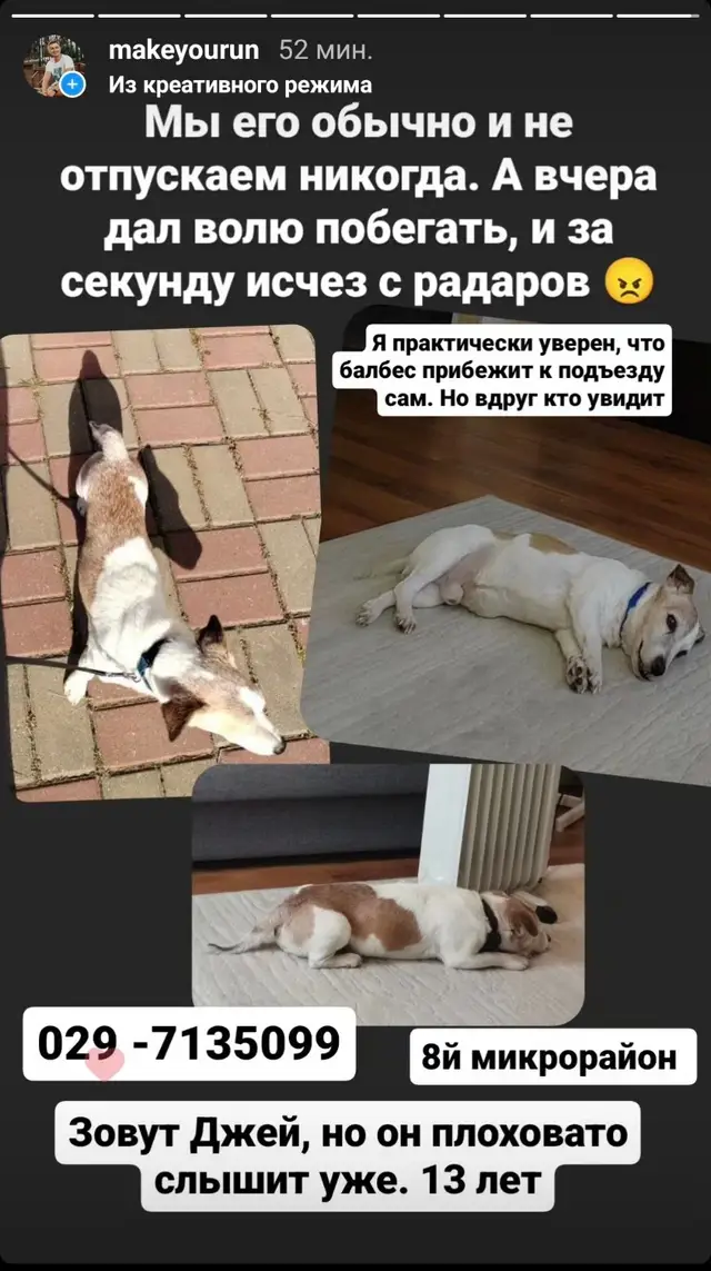 Пропала собака в Полоцке — фото объявления