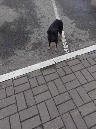 Пропала собака в Полоцке — Собачка 🐕 небольшая с ошейником или потерянная или выкинули. Новополоцк,