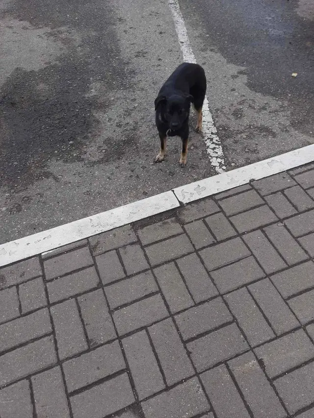 Пропала собака в Полоцке — Собачка 🐕 небольшая с ошейником или потерянная или выкинули. Новополоцк,