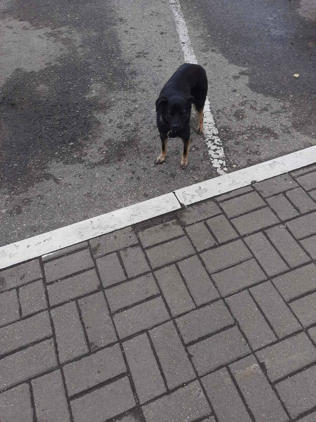 Пропала собака в Полоцке — Собачка 🐕 небольшая с ошейником или потерянная или выкинули. Новополоцк,