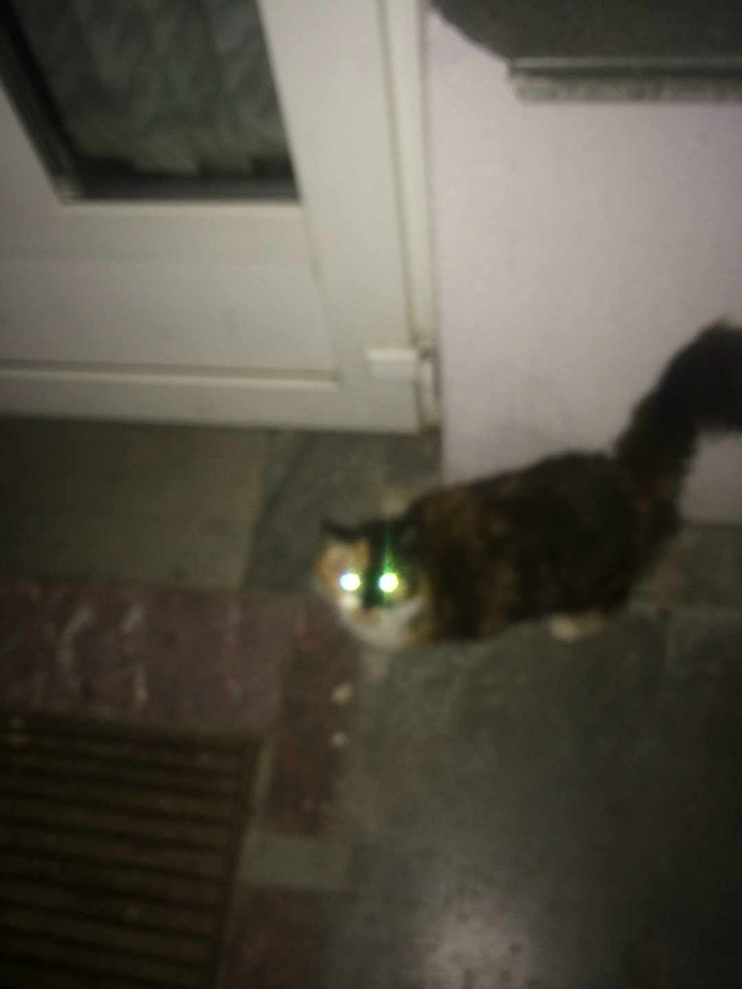 Найденная кошка в Полоцке Найдена кошка в Полоцке — фото объявления
