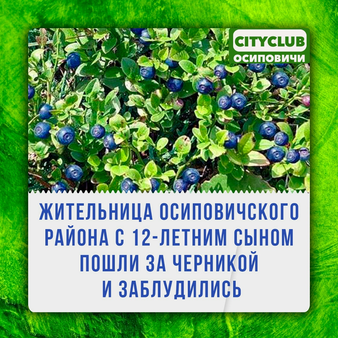 Найдена собака в Осиповичах — летняя жительница Осиповичского района с 12-летним сыном заблудились в лесу. Как сообщает…