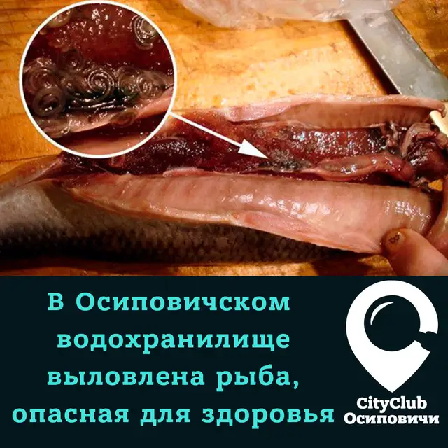 Найдена кошка в Осиповичах — В Осиповичском водохранилище выловлена рыба, опасная для здоровья.