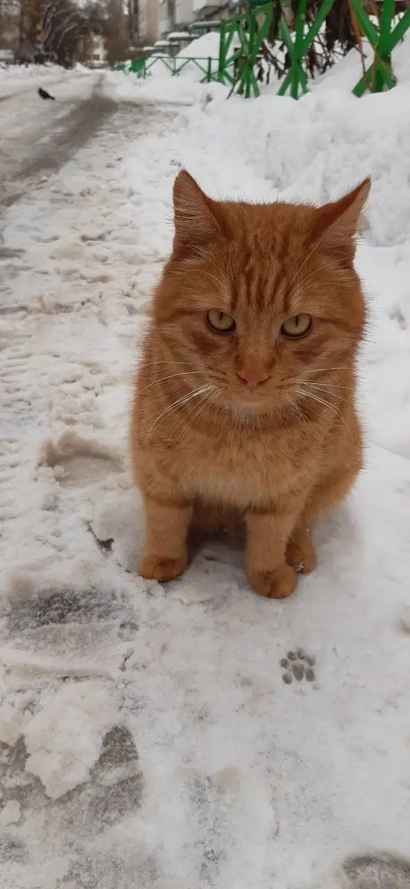 Найдена кошка в Дзержинске — Друзья, Дзержинцы!