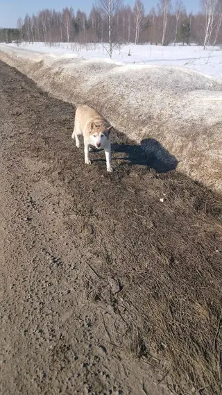 Найдена собака в Дзержинске — https://vk.com/wall-130609523_582001