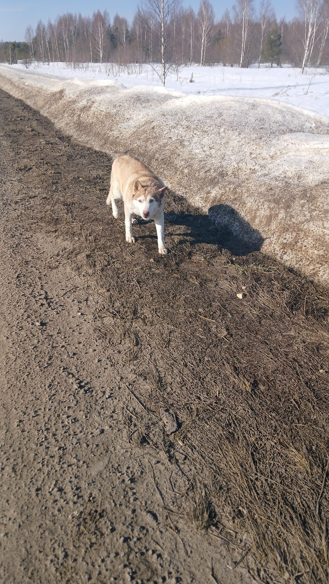 Найдена собака в Дзержинске — https://vk.com/wall-130609523_582001