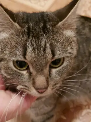 Найдена кошка в Дзержинске — Дзержинск. 🐈 Прибилась кошечка 😢 100% домашняя!!! Ласковая очень - видно, что кису очень любили…