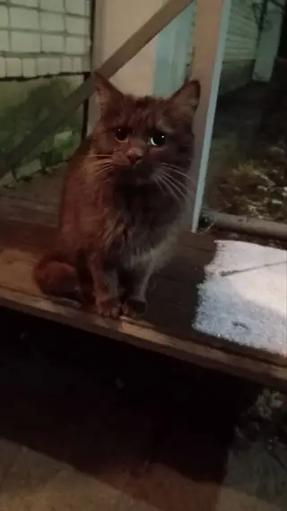 Найдена кошка в Дзержинске — https://vk.com/wall511993829_22361