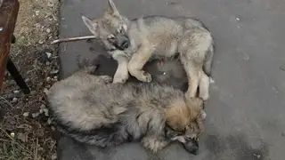 Пропала собака в Дзержинске — Внимание!