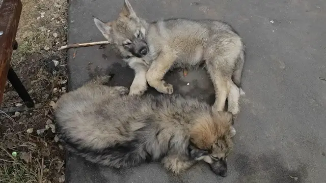 Пропала собака в Дзержинске — Внимание!