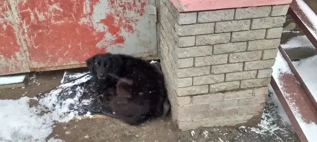 Пропала собака в Дзержинске — Очередной Хатико!!