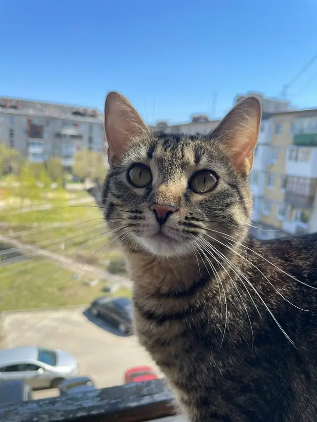 Пропала кошка в Дзержинске — фото объявления