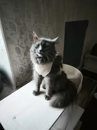 Найдена кошка в Дзержинске — Все спрашивают откуда берутся кошки??? Якобы у нас во дворе не было животных, а стало десяток…