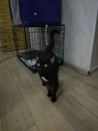 Найдена кошка в Дзержинске — Очень срочно нужен дом.Молодой котик 1 -1.5 года. Был найден на улицы в Сормовском районе…