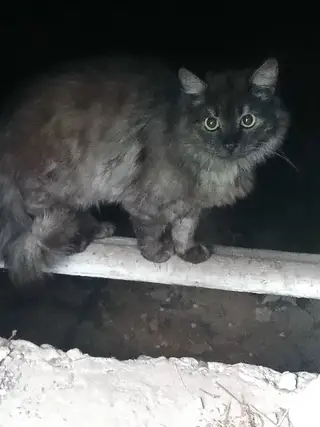 Найдена кошка в Дзержинске — Очень красивая кошечка приблудилась к одному из домов на пр. Циолковского, в районе магазина…
