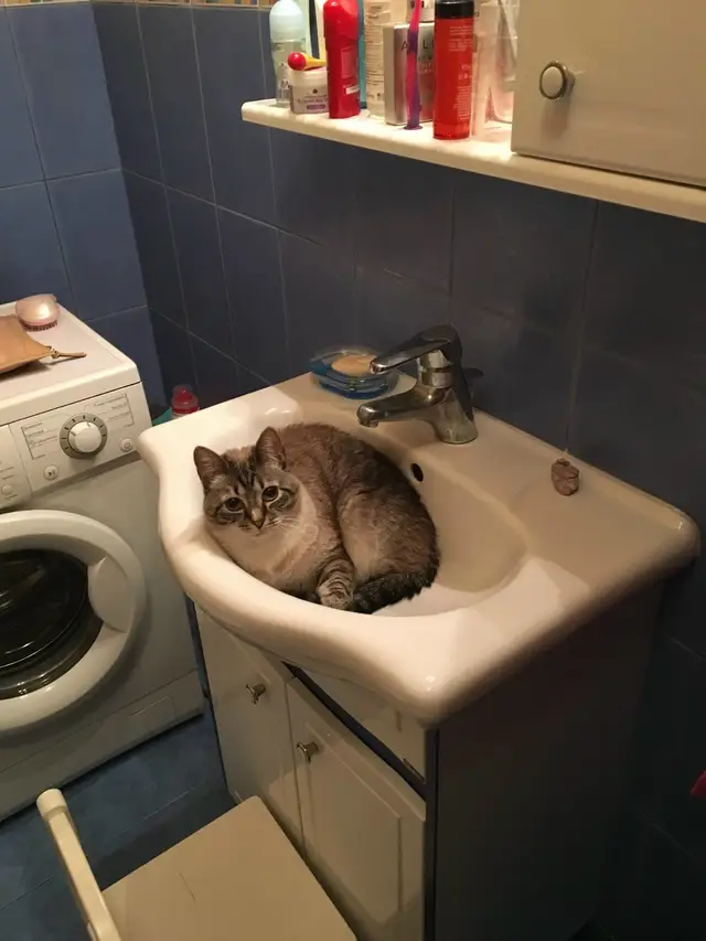 Пропала кошка в Гомеле — фото объявления