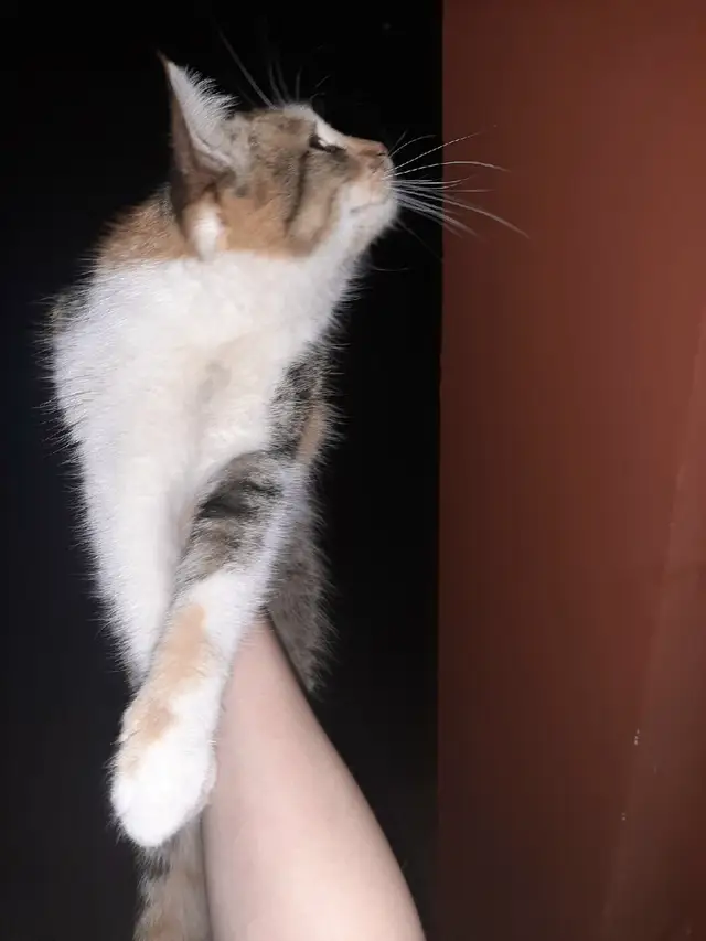 Найдена кошка в Гомеле — Замечена кошечка. Ласковая, ручная. Волотова, Свиридова.