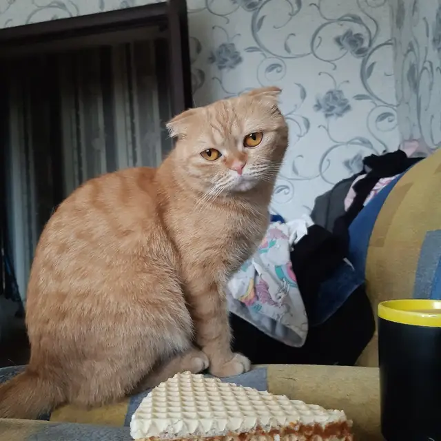 Пропала кошка в Гомеле — фото объявления