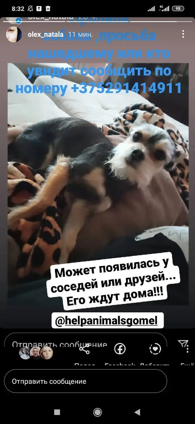 Пропала собака в Гомеле — фото объявления