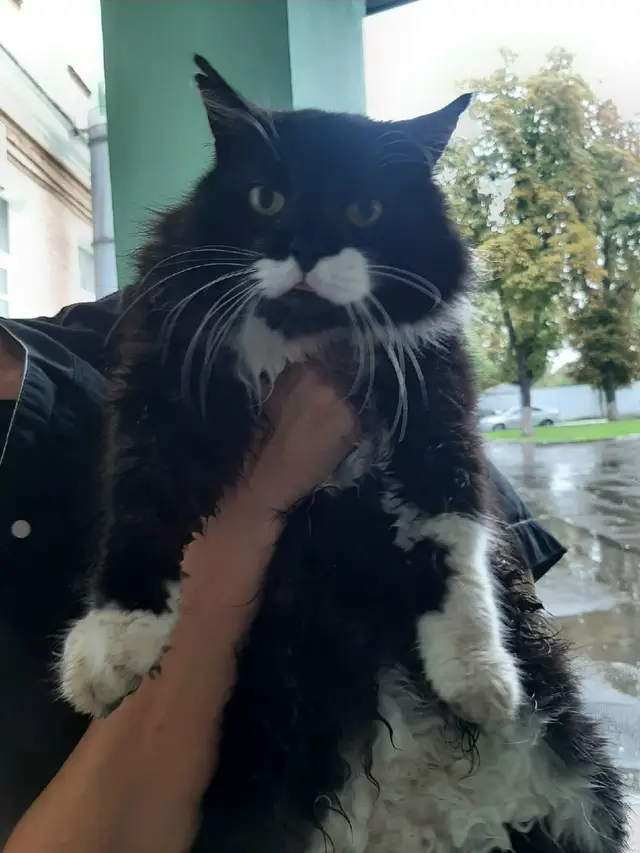 Найдена кошка в Гомеле — фото объявления