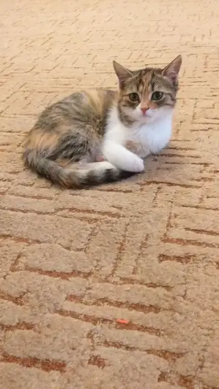 Пропала кошка в Гомеле — фото объявления