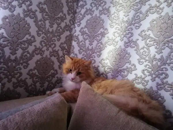 Найдена кошка в Гомеле — ВНИМАНИЕ потерялся кот!