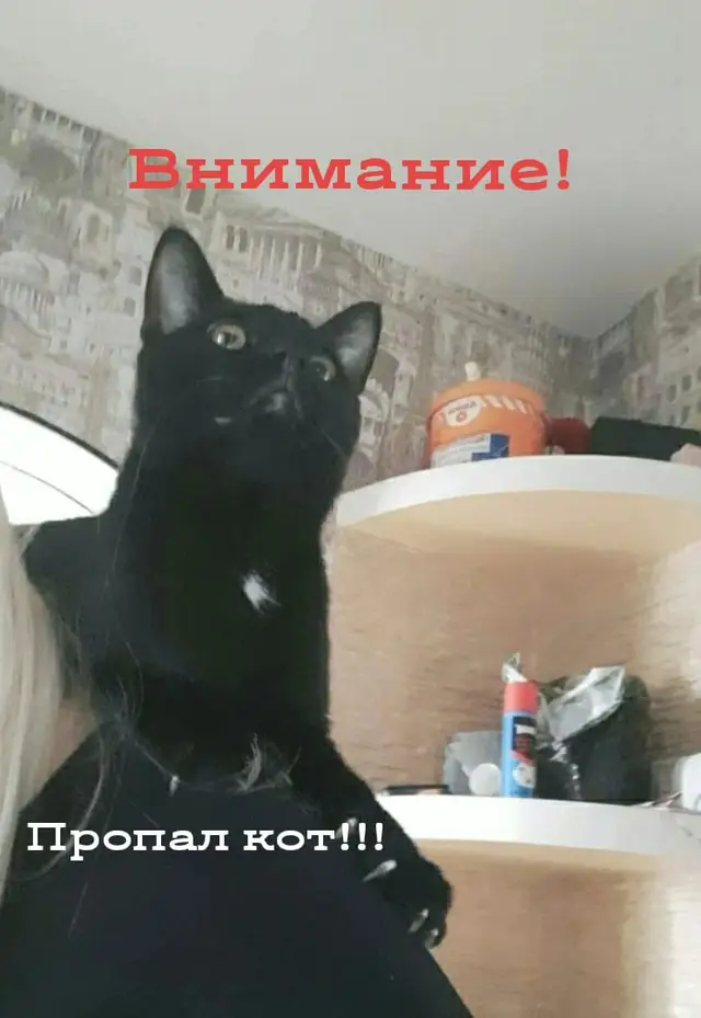 Пропала кошка в Гомеле — ПРОШУ ПОМОГИТЕ НАЙТИ МОЕГО КОТА!