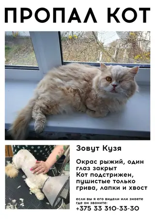 Найдена кошка в Гомеле — фото объявления