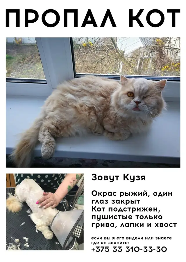 Найдена кошка в Гомеле — фото объявления