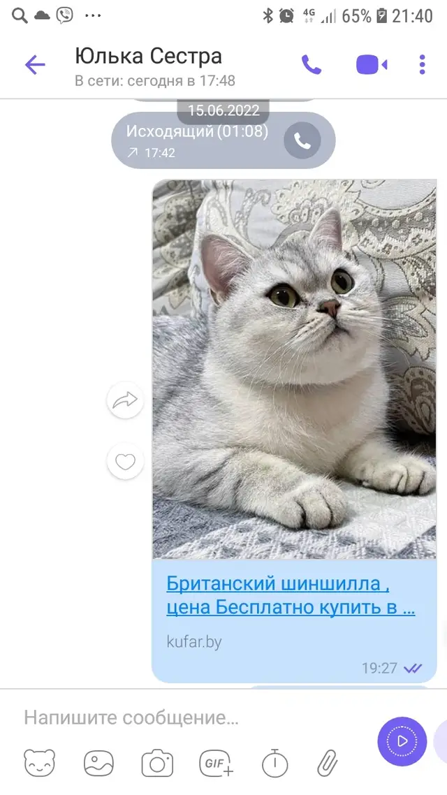Найдена кошка в Гомеле — фото объявления